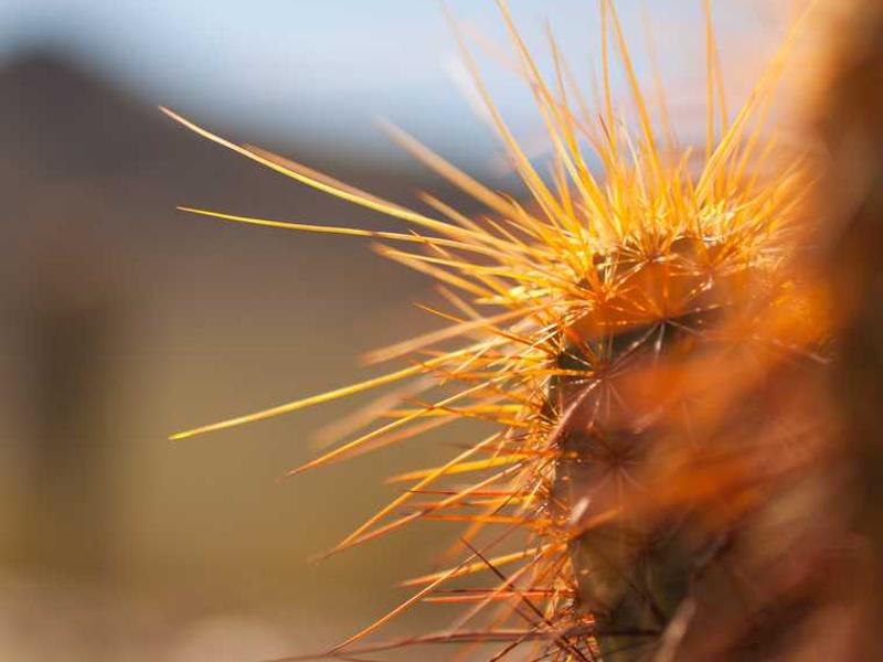 Deluxe Beige Sport Item